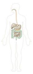 Vector illustration of human digestive system. Separate layers