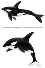 水彩で描いたシャチのイラストセット／Illustration set of killer whale painted by watercolor © yuki_acaraje