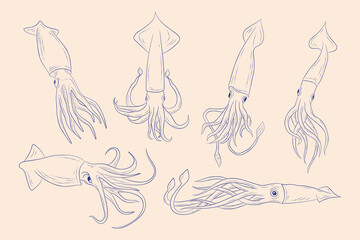 Squids vintage vector illustration set for a menu