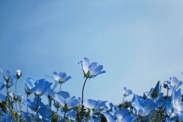 forget me not