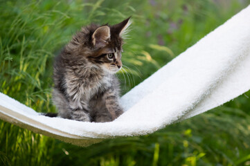 Maine Coon Kitten sitzt draussen im Garten in einer Hängematte