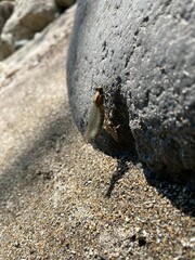 Dragon fly