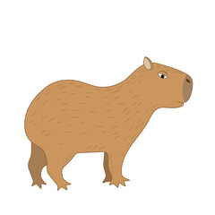 Capybara isolated on white background. Vector illustration.