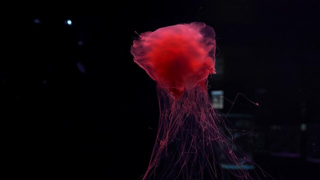 Ocean wildlife: Lion's mane jellyfish