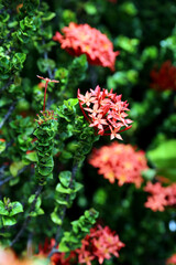 Beautiful red ashoka Flowwers (Ixora chinensis) in the garden