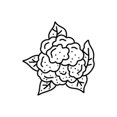 A black and white drawing of a cabbage. cauliflower doodle. cauliflower vector, cabbage doodle