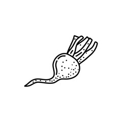 Turnip hand drawn outline doodle icon. Vector sketch illustration of healthy vegetable, raw turnip for print, web, mobile and infographics isolated on white background.
