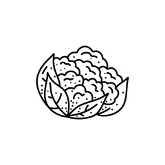 A black and white drawing of a cabbage. cauliflower doodle. cauliflower vector, cabbage doodle