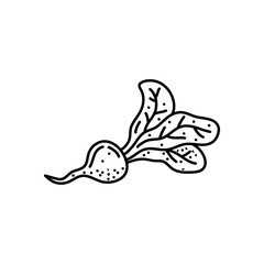 Turnip hand drawn outline doodle icon. Vector sketch illustration of healthy vegetable, raw turnip for print, web, mobile and infographics isolated on white background.