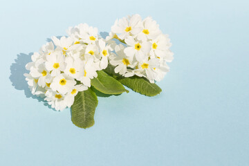 On a blue isolated background blooming spring white primrose, design element.