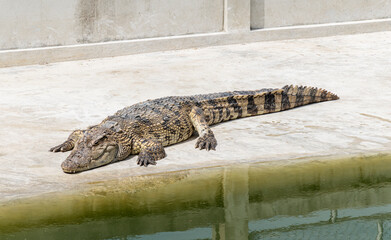 Siamese crocodile sleep on floor in zoo