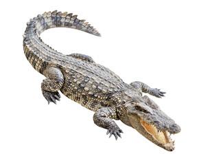 Siamese crocodile