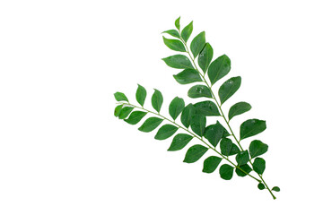 Fresh curry leaves (Murraya koenigii) isolated on white background