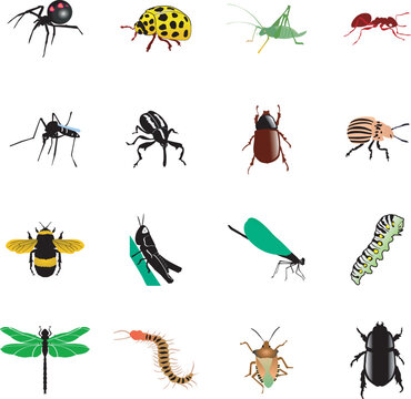 the set of the different kinds of insects and spiders
