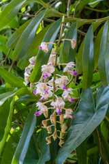 Obraz premium Closeup view of cluster of white and purple pink flowers and buds of epiphytic orchid species aerides falcata blooming in spring in tropical garden