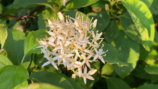 Common Dogwood, bush in bloom, little white flowers