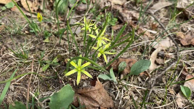 Gagea villosa, Hairy Gagea, Hairy star of Bethlehem, Liliaceae. Wild plant shot in spring