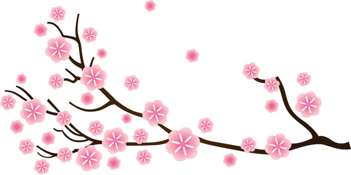 Cherry blossom, detail of sakura branch. Vector
