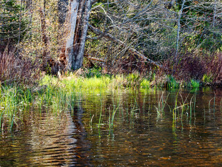 View of shallow water near the bank of Upper Mason Pond in Belfast Maine in spring.