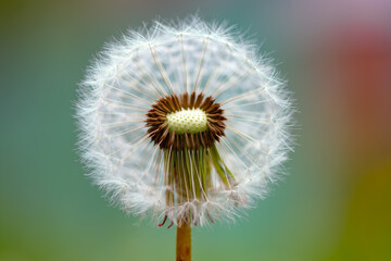 Seed head of a dandelion flower (Taraxacum officinale) with the parachute ball. Macro close up of...