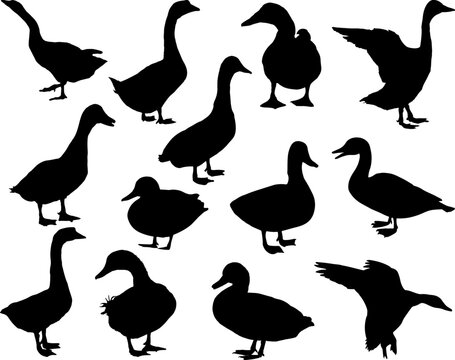 Set of Ducks Silhouette, Birds Bundle