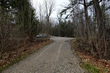 rural road through a forest