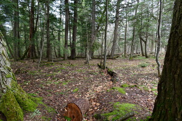 impressions from a hike through a beautiful natural forest