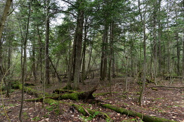 impressions from a hike through a beautiful natural forest