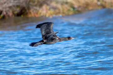 Little Black Cormorant on the lake