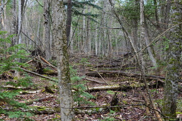 impressions from a hike through a beautiful natural forest