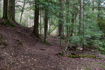 impressions from a hike through a beautiful natural forest