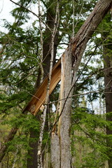impressions from a hike through a beautiful natural forest