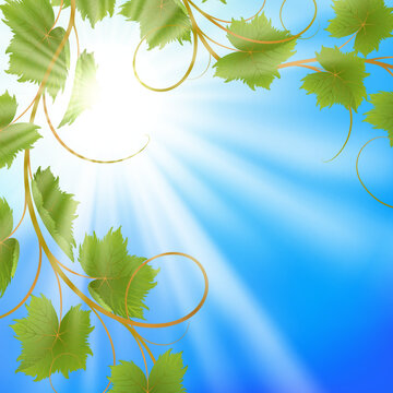 Summer background with blue sky and vine. EPS10. Mesh. Clipping Mask