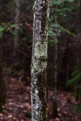 impressions from a hike through a beautiful natural forest