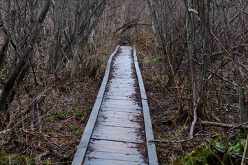 impressions from a hike through a beautiful natural forest