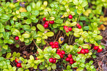 Red Lingonberry growing in the forest