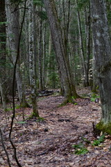 impressions from a hike through a beautiful natural forest