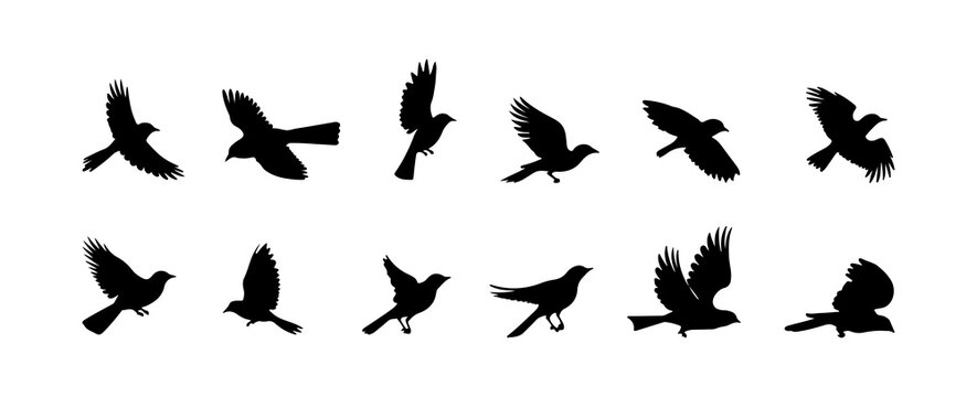 Flying birds silhouette isolated on white background. Bird outline black shapes hand drawn vector illustration