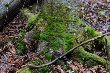 impressions from a hike through a beautiful natural forest