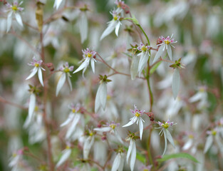 ユキノシタ　花模様