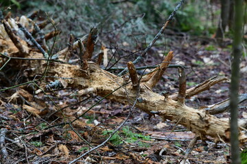 impressions from a hike through a beautiful natural forest