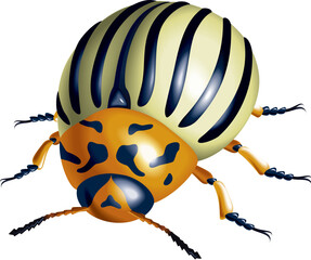 Colorado potato beetle. illustration on white background