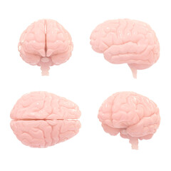 4 human brains, different point of view - transparent background - 3D rendering