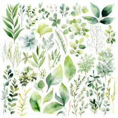 Watercolor different set of greenery botanical foliage clipart for wedding or invitation isolated on white background. Generative AI.
