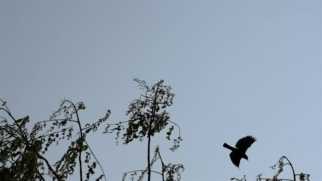 Small black bird silhouette takes off from top of thin deciduous tree against grey sky