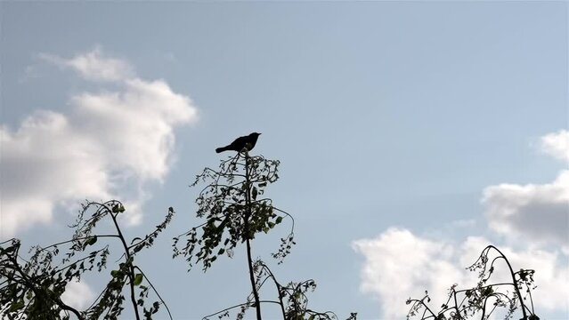 Silhouette of sparrow like bird on top of small sapling against blue cloudy sky