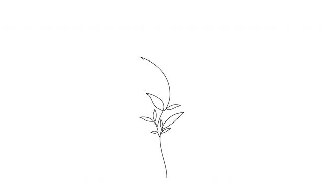 Self drawing animation of continuous line woman body silhouette with flowers. Animated modern one line art style female figure, beauty salon concept.