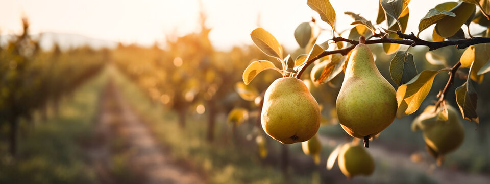 A branch with natural pears on a blurred background of a pear orchard at golden hour. Pear farm with pear.