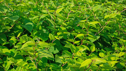 Japanischer Staudenknöterich im Frühling