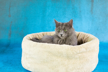 Portrait eines schönen Nebelung Katers in seinem Katzenkörbchen
